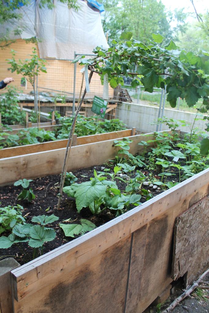 Spreefeld has its very own community garden where residents work weekly. Photo Brian Vaughn