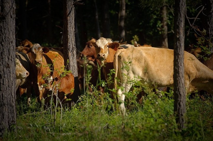 Cattle grazing in silvopasture. Image - United States Department of Agriculture (USDA)