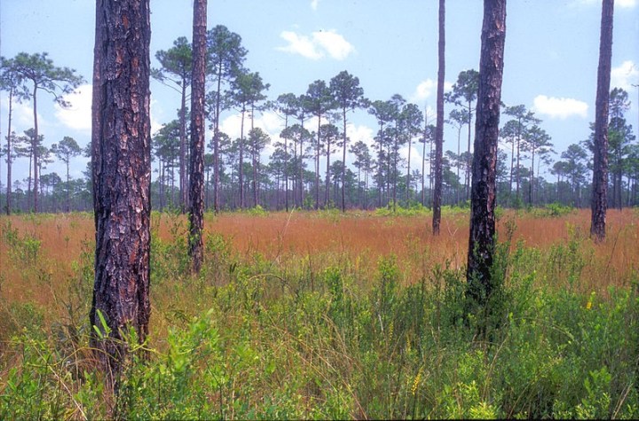 Longleaf pine Savannah, Mississippi Sadhill Crane NWR, USA (Lea)